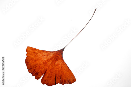 dried Ginko leaves on grey background photo