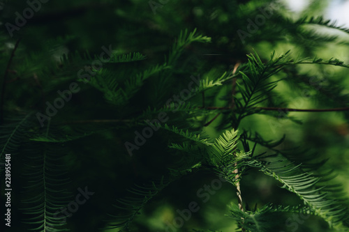 Tropical green leaves on dark background  nature summer forest plant concept