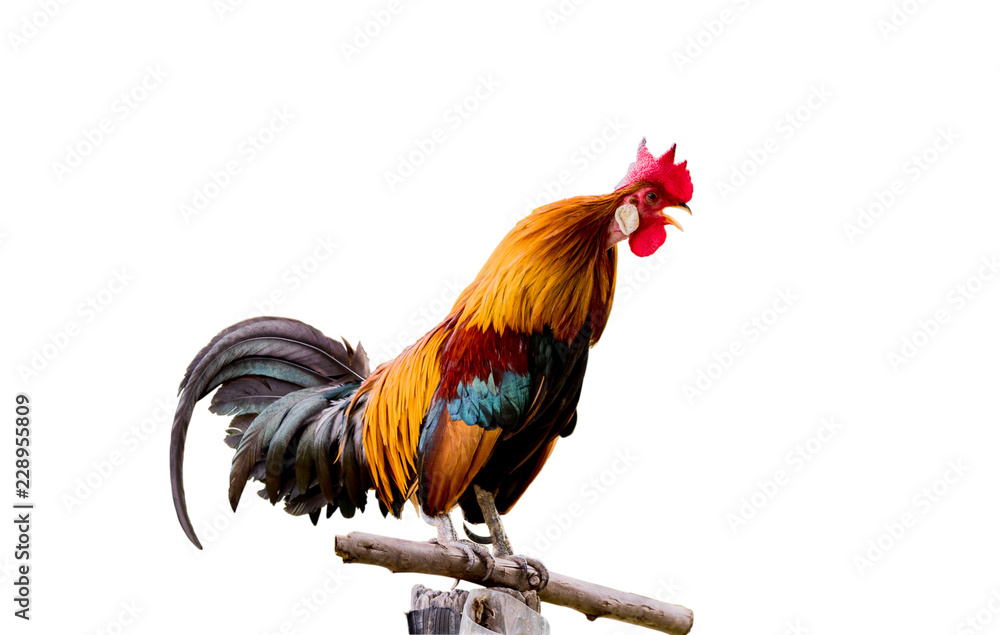 Fototapeta premium Rooster chicken cockcrow in the morning on the fence .