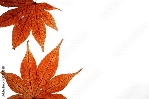 dried red maple leaves on white © MuhammadSyafiq