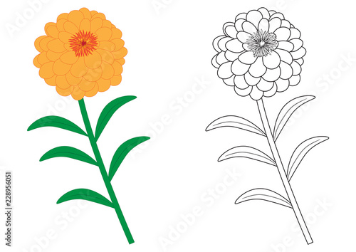 Fotografi Zinnia flower colorful and in black with white colors