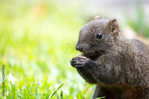 Cute brown asian squirrel in garden with golden light eating a fruit seed