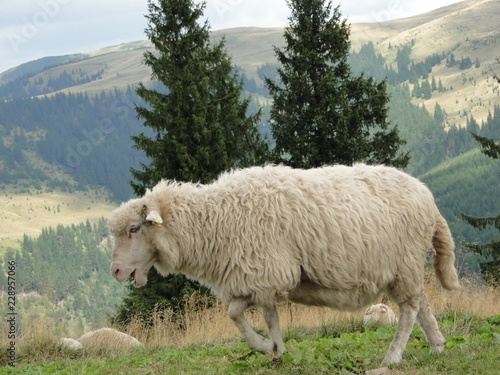 Sheep on the Carpathian Garden - Mountain View