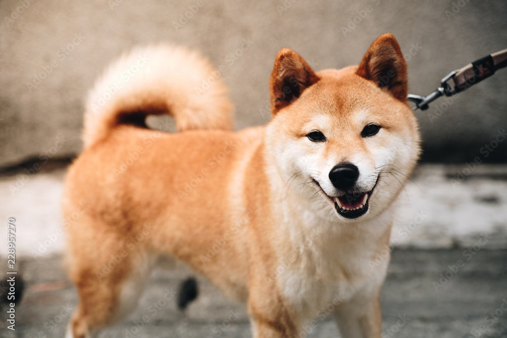 Japanese dog AKA Chiba dog with Dog leash stared at the camera. Japanese dog AKA Chiba dog with Dog leash stared at the camera.