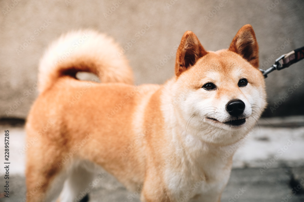 Japanese dog AKA Chiba dog with Dog leash stared at the camera.
