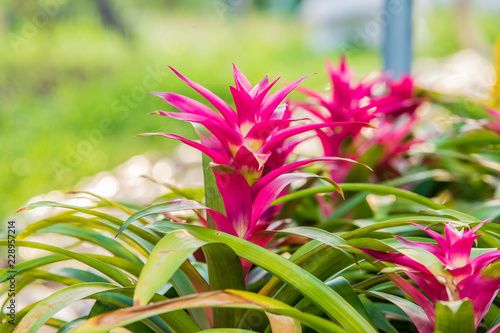 Beautiful of bromeliad in bromeliad garden. photo