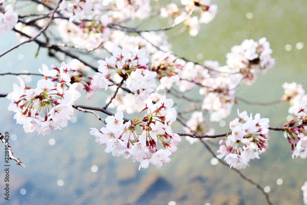 川の上の日本の美しい桜ソメイヨシノの写真素材
