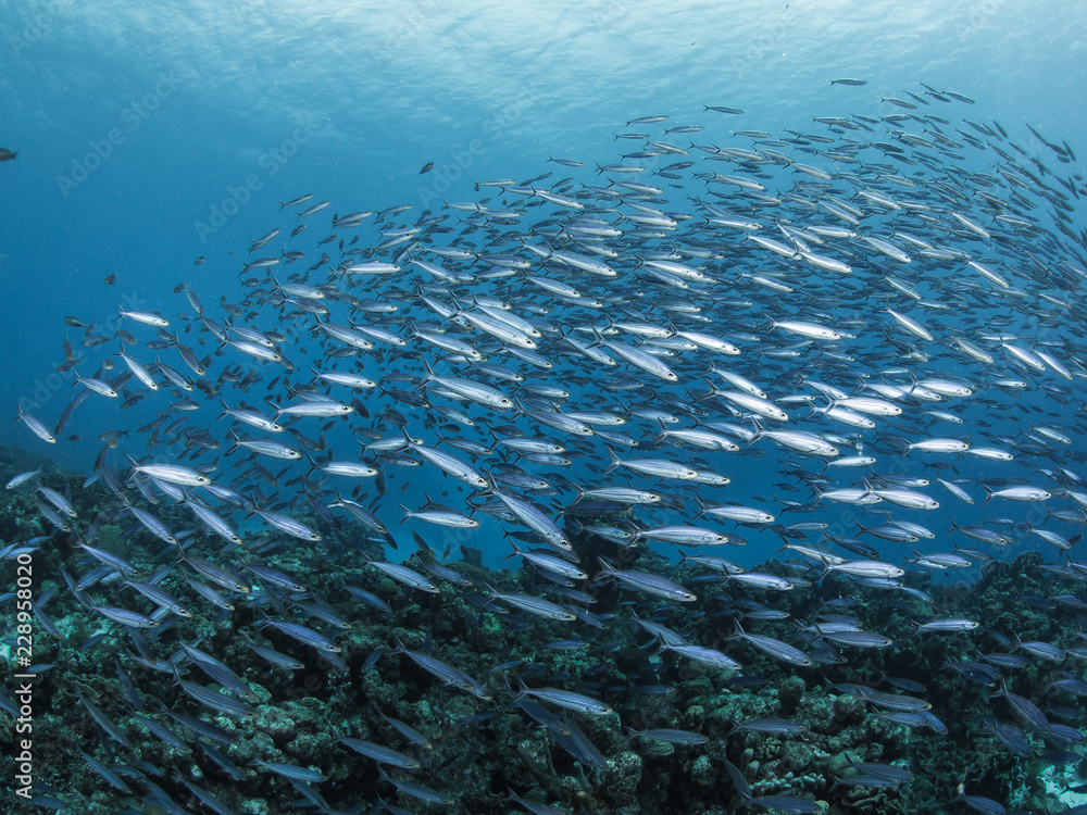 Fototapeta premium Underwater Photography Curacao