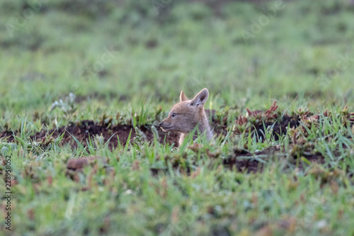 Cute black-backed jackal (Canis mesomelas) pup at the den
