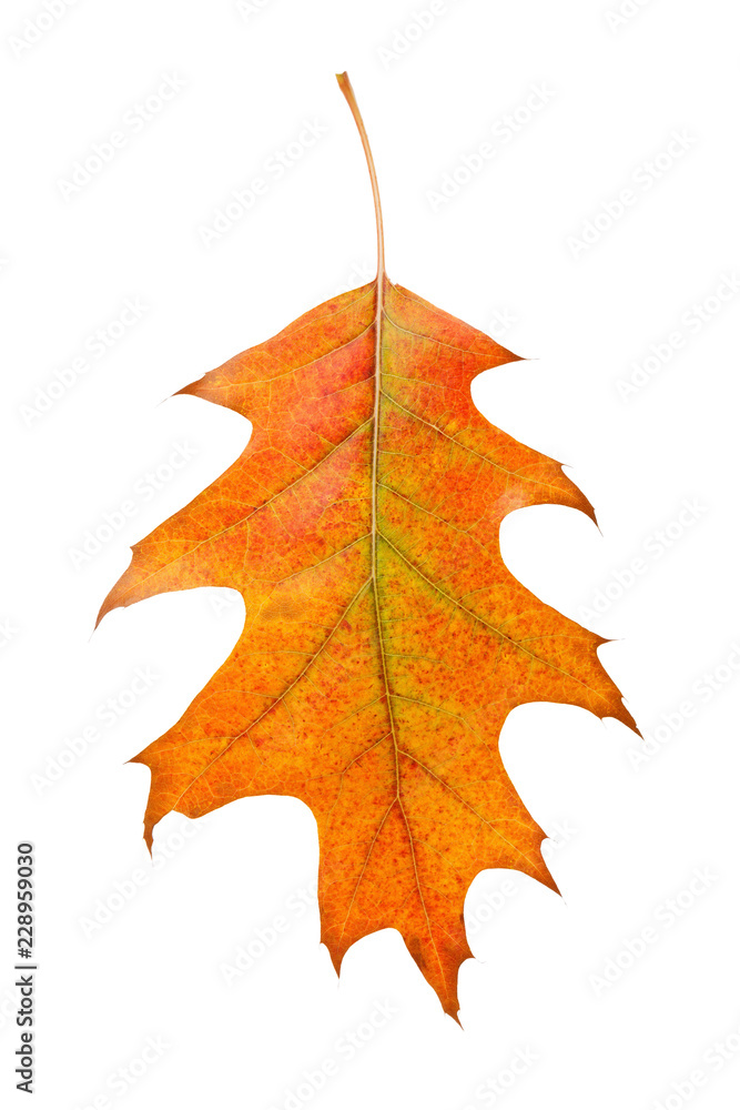 Fototapeta premium Maple leaf in warm autumn colors isolated on white background