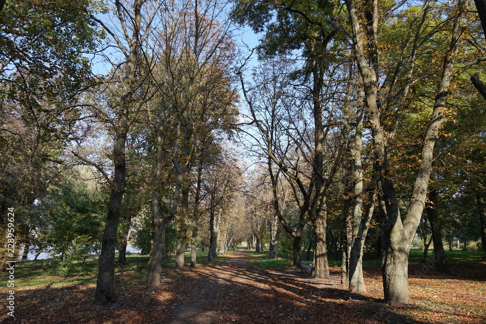 Alley of shady old trees in the park