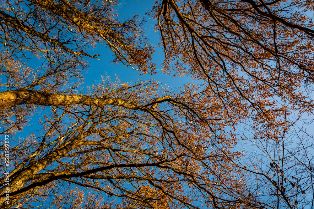 Autumn forest. Bottom-up view. Crowns of trees. Golden autumn. Autumn forest. Bottom-up view. Crowns of trees. Golden autumn.