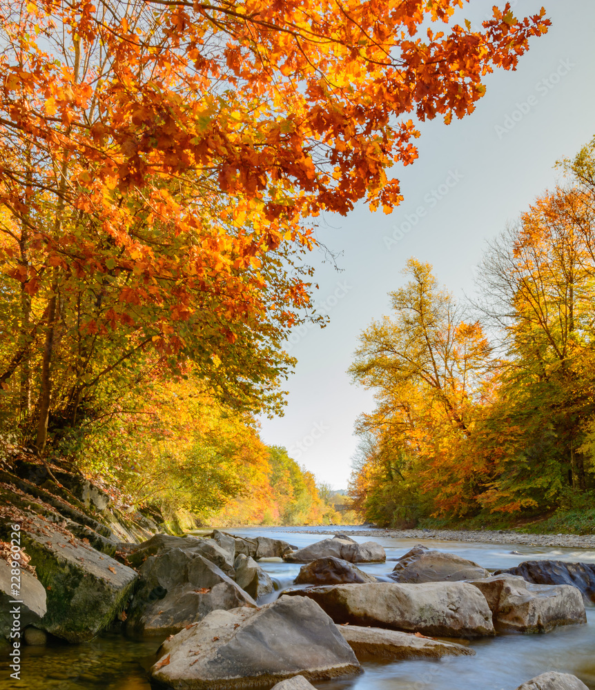 Herbstwald am Fluss mit goldenen Blätter an den Bäumen - Herbstfarben