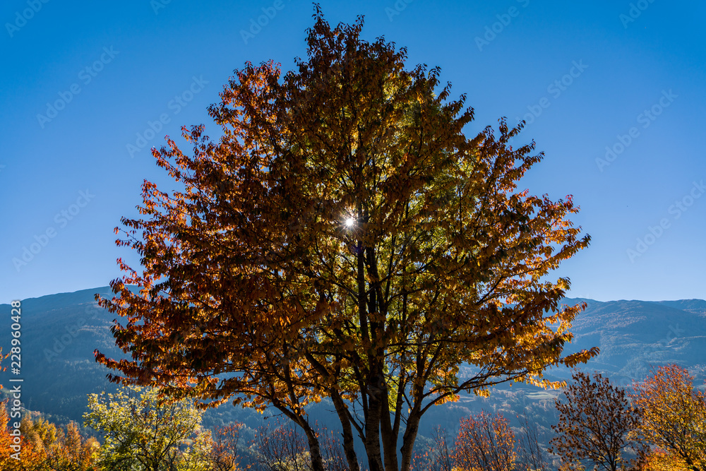 Herbstbaum mit blauem Himmel