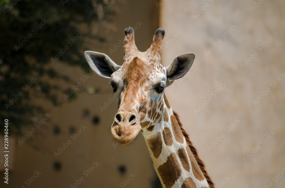 Obraz premium Giraffe