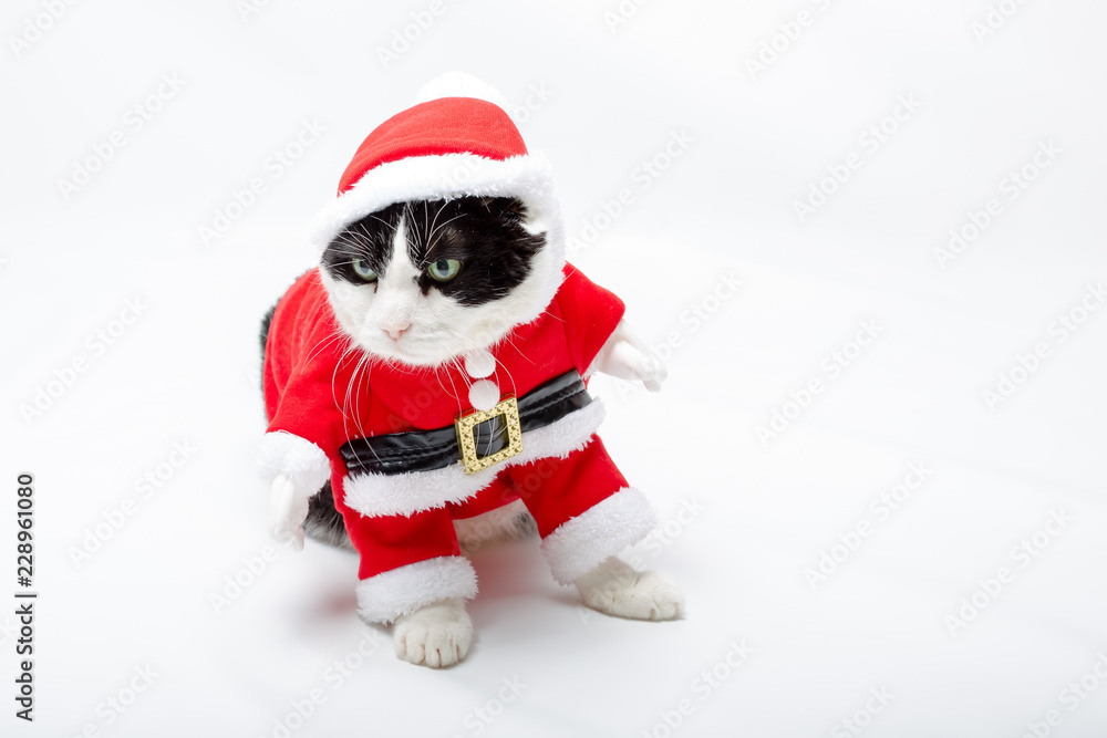 cunning Black and white cat in Christmas dress and Santa Claus hat on studio white background and copy space. standing smart for greeting card. cunning Black and white cat in Christmas dress and Santa Claus hat on studio white background and copy space. standing smart for greeting card.