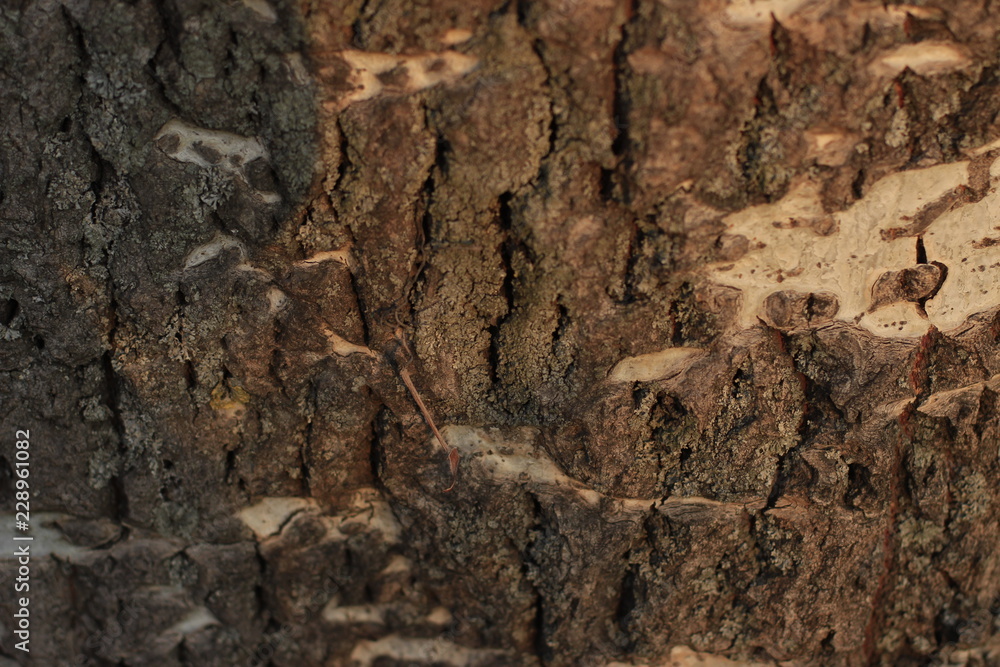 texture, stone, rock, bark, wall, tree, nature, abstract, pattern, rough, brown, textured, old, wood, material, backgrounds, surface, macro, natural texture, stone, rock, bark, wall, tree, nature, abstract, pattern, rough, brown, textured, old, wood, material, backgrounds, surface, macro, natural