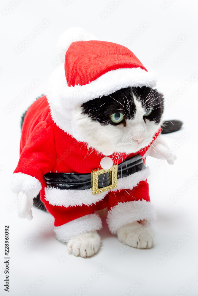 cunning cat in Santa Claus dress standing on studio white background. Christmas holiday concept in vertical. looking right cunning cat in Santa Claus dress standing on studio white background. Christmas holiday concept in vertical. looking right