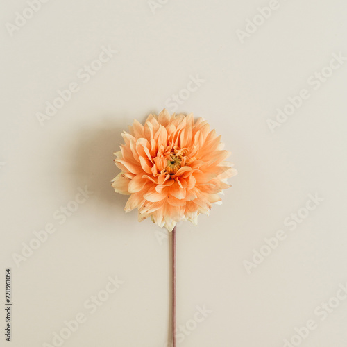 Canvastavla Orange dahlia flower on beige background. Flat lay, top view.