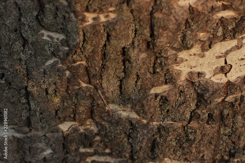 texture, stone, rock, bark, wall, tree, nature, abstract, pattern, rough, brown, textured, old, wood, material, backgrounds, surface, macro, natural