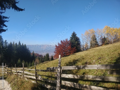 Colored Trees - Autumn View 