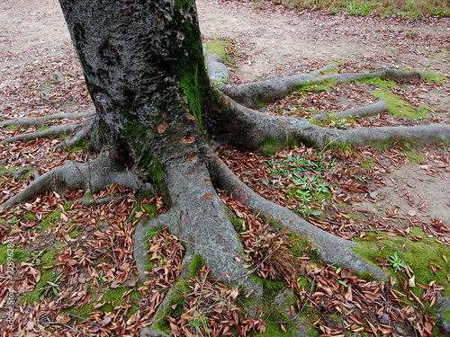 欅の木と落葉
