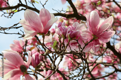 Magnolia flowers. Spring season wallpaper background