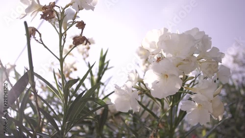 Beautiful white greek flowers on sunny bright day