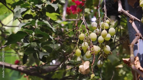 Circling a bunch of ripe Greek grapes on vine