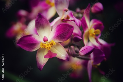 Orchid from Thrissur, India