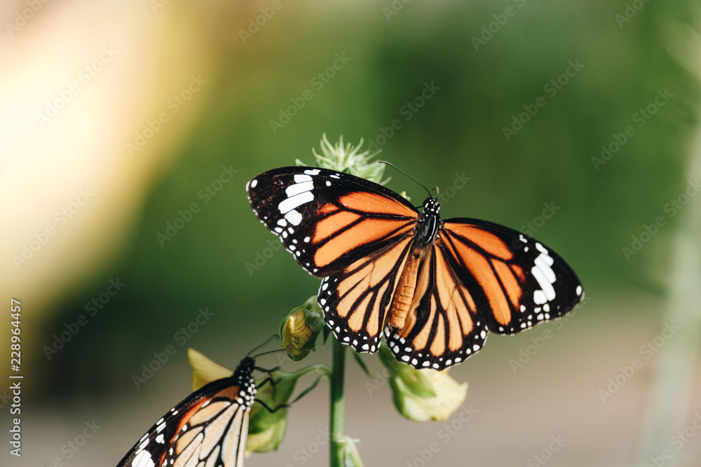 Fototapeta premium Closeup photo of a group of amazing butterfly.