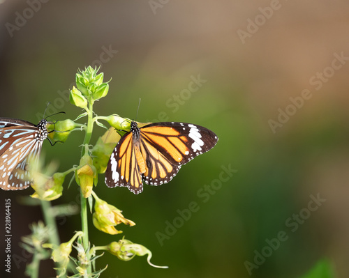 Closeup photo of a group of  amazing butterfly. © Pantira