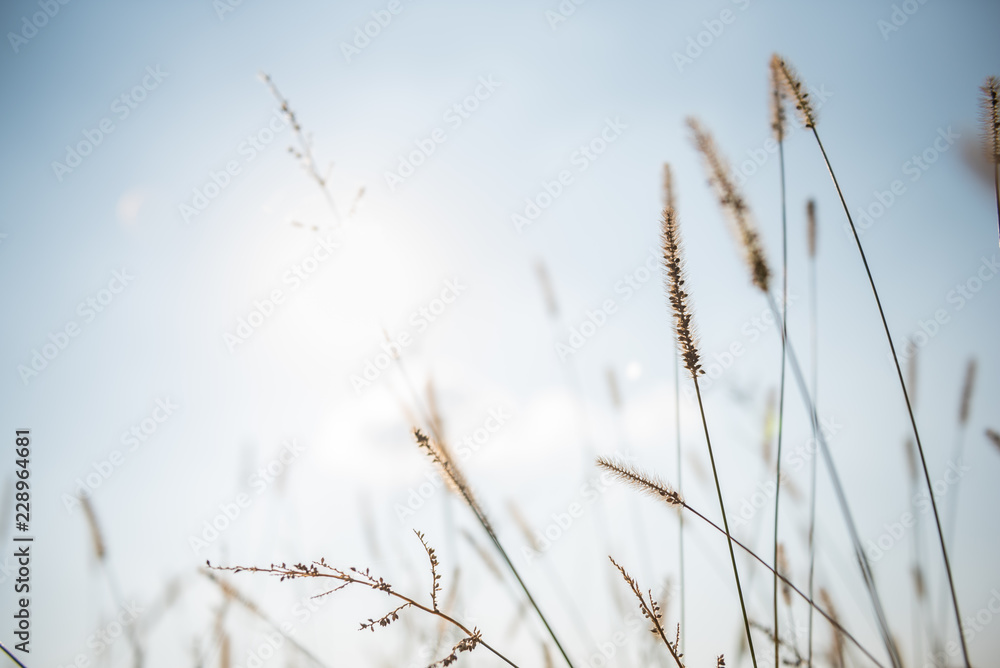 Obraz premium Gräser im Herbst mit Sonne