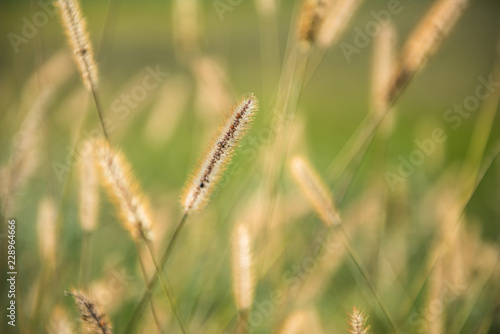 Gräser im Herbst