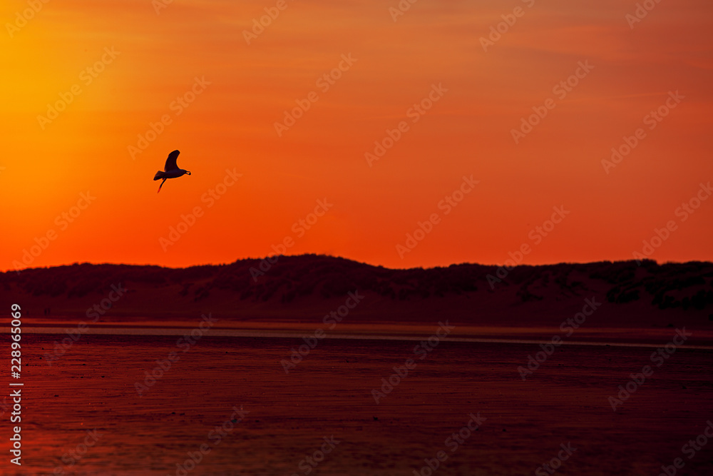 Sunset  on a Beach with a sea gull silhouetted against the orange sky