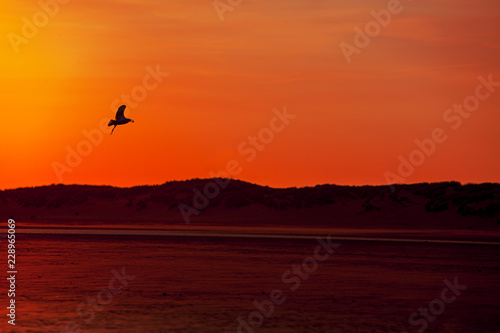 Sunset  on a Beach with a sea gull silhouetted against the orange sky