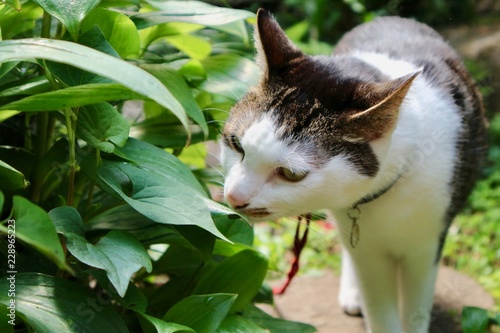 匂いをかぐ猫 photo