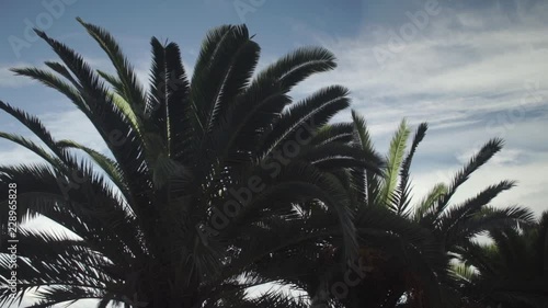 Sunny palm trees against clear blue streaky cloud sky in warm summer weather