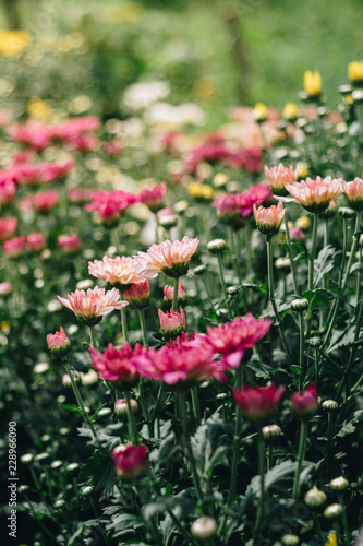 Early autumn chrysanthemum flowers background. Colorful floral pattern in garden or park in sunny day. 