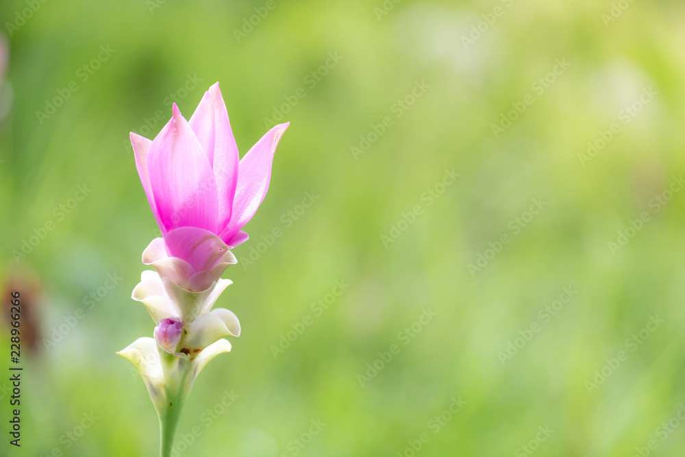close up of Dok krachiao blooming or Pink Siam-Tulip festival Chaiyaphum Thailand close up of Dok krachiao blooming or Pink Siam-Tulip festival Chaiyaphum Thailand