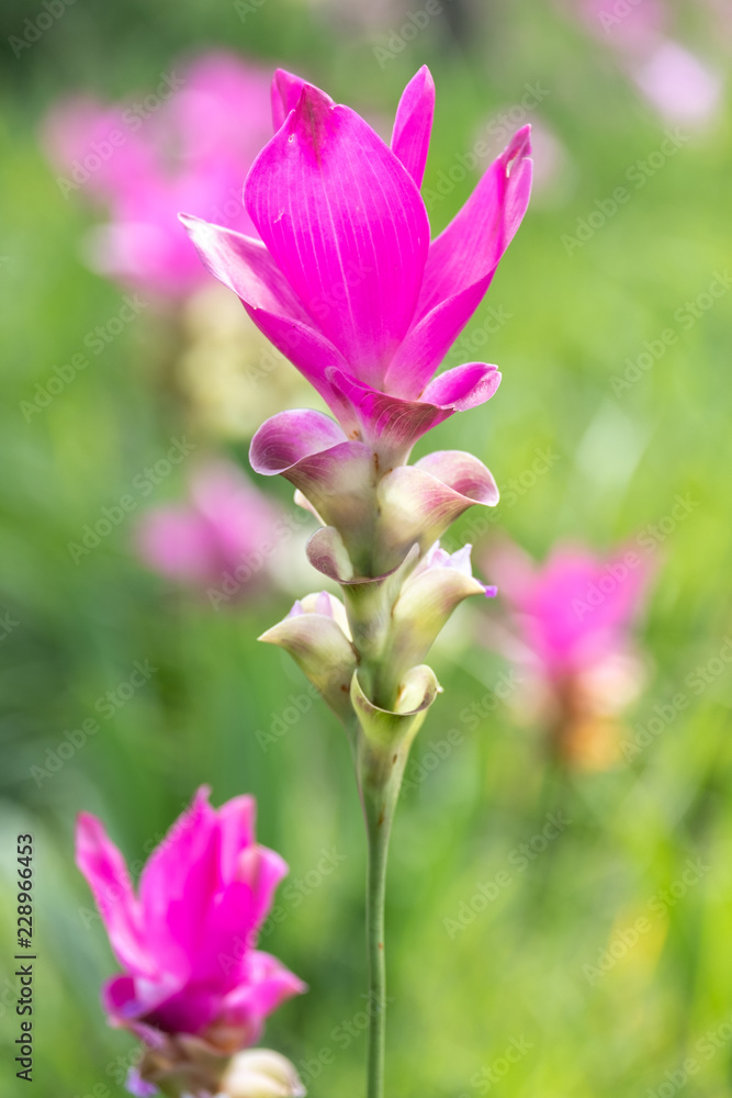 close up of Dok krachiao blooming or Pink Siam-Tulip festival Chaiyaphum Thailand close up of Dok krachiao blooming or Pink Siam-Tulip festival Chaiyaphum Thailand