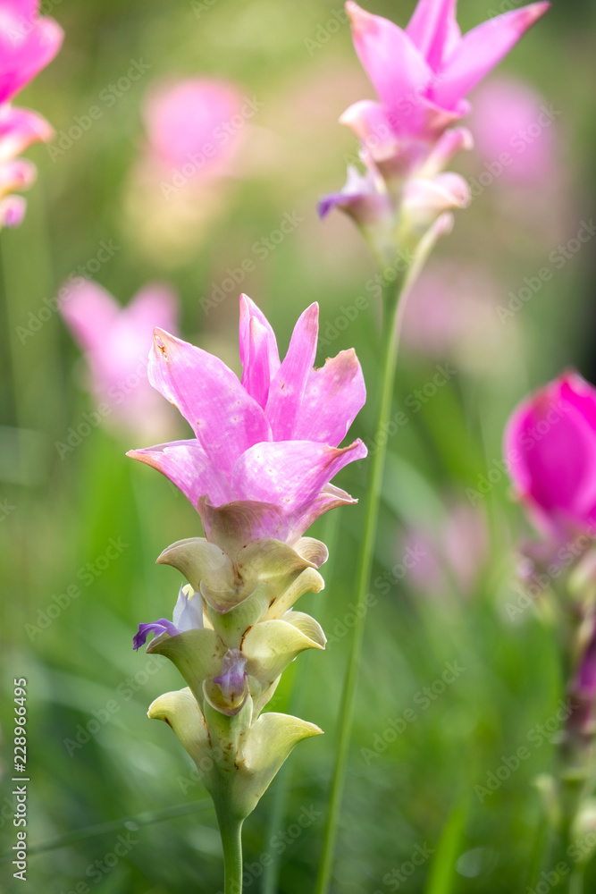 Fototapeta premium close up of Dok krachiao blooming or Pink Siam-Tulip festival Chaiyaphum Thailand
