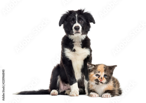 Puppy border collie and European Shorthair kitten, in front of w