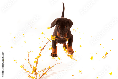Demolition Dobermann Puppy trashing a forsythia flower stem