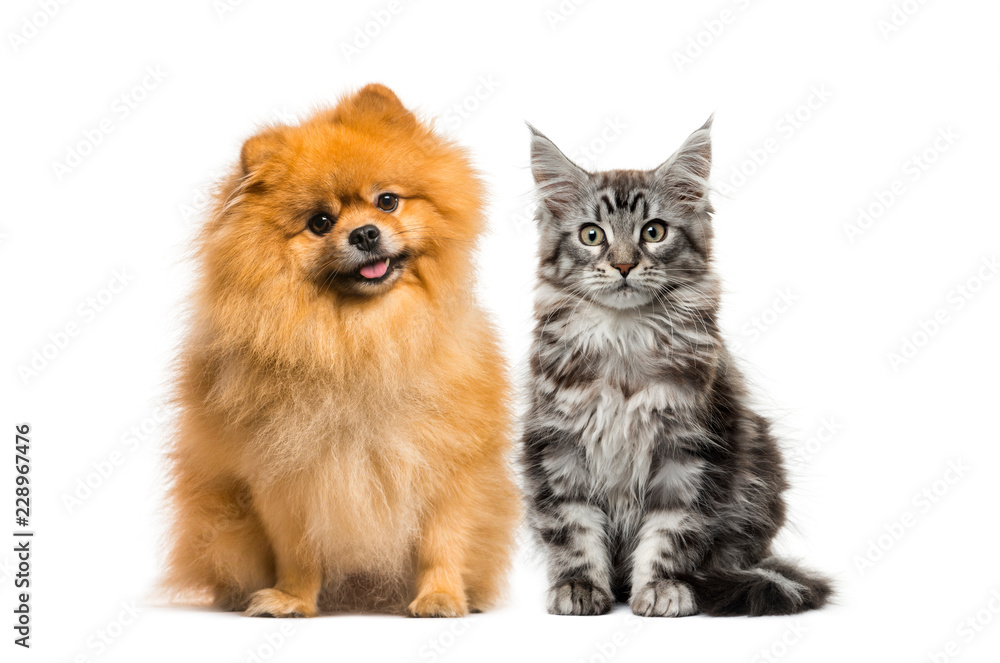 Maine coon kitten, Spitz dog, in front of white background Maine coon kitten, Spitz dog, in front of white background