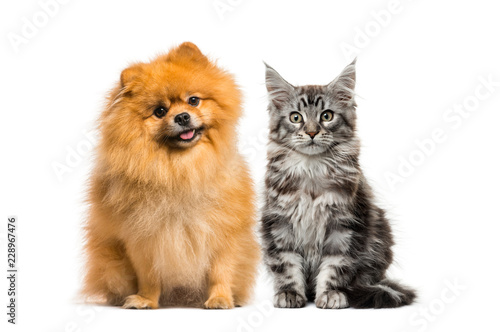 Maine coon kitten, Spitz dog, in front of white background