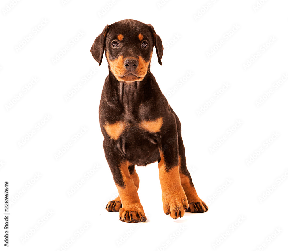 Dobermann Puppy Standing facing camera, one foot lifted up slightly off the floor, isolated on white background Dobermann Puppy Standing facing camera, one foot lifted up slightly off the floor, isolated on white background