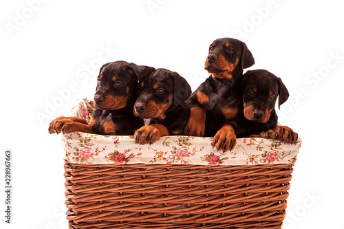 Four Cute Dobermann Puppies in a floral lined basket - a basket full of cute trouble