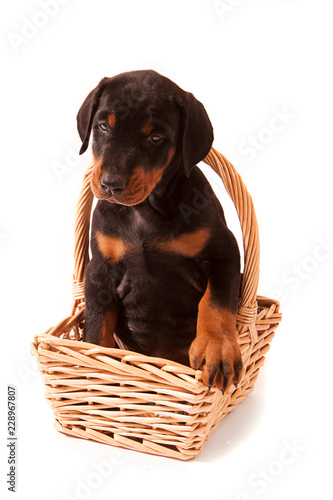 Dobermann Puppy sitting in basket with handle 