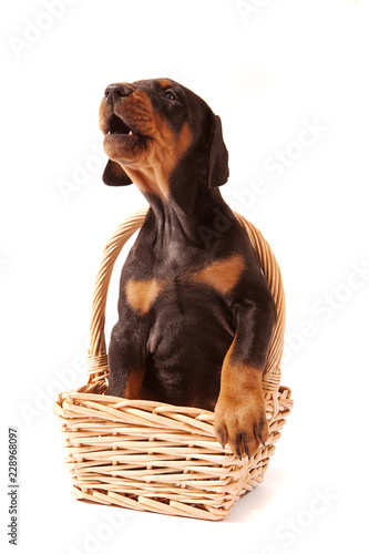 Vocal Dobermann Puppy sitting in a basket with paw on edge and howling